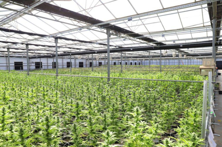 Green Growing: Sustainable Cannabis Cultivation Methods