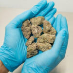 Budding Opportunities: U.S. Cannabis Market Flourishes