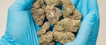 Budding Opportunities: U.S. Cannabis Market Flourishes