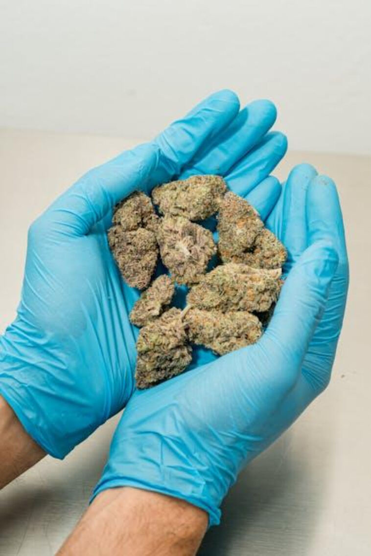 Budding Opportunities: U.S. Cannabis Market Flourishes