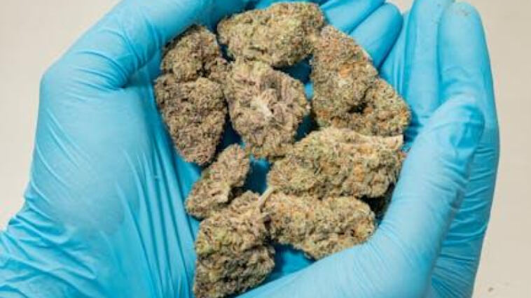 Budding Opportunities: U.S. Cannabis Market Flourishes