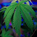 Uncovering Exquisite Heirloom Cannabis Varieties