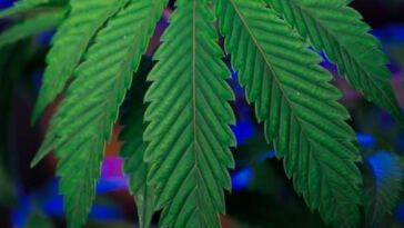 Uncovering Exquisite Heirloom Cannabis Varieties