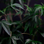 The Healing Power of Cannabis: Chronic Pain Relief