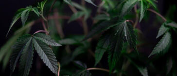 The Healing Power of Cannabis: Chronic Pain Relief