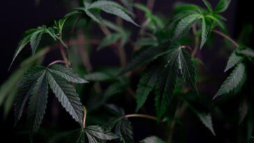 The Healing Power of Cannabis: Chronic Pain Relief