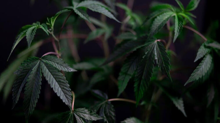 The Healing Power of Cannabis: Chronic Pain Relief