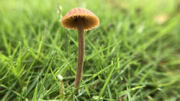 Calm and Soothe: High-CBD Strains for Pain and Anxiety