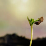 Breathing Life: The Crucial Role of Airflow in Cannabis Growth