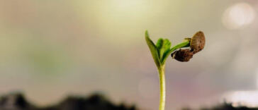 Breathing Life: The Crucial Role of Airflow in Cannabis Growth