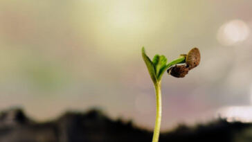 Breathing Life: The Crucial Role of Airflow in Cannabis Growth