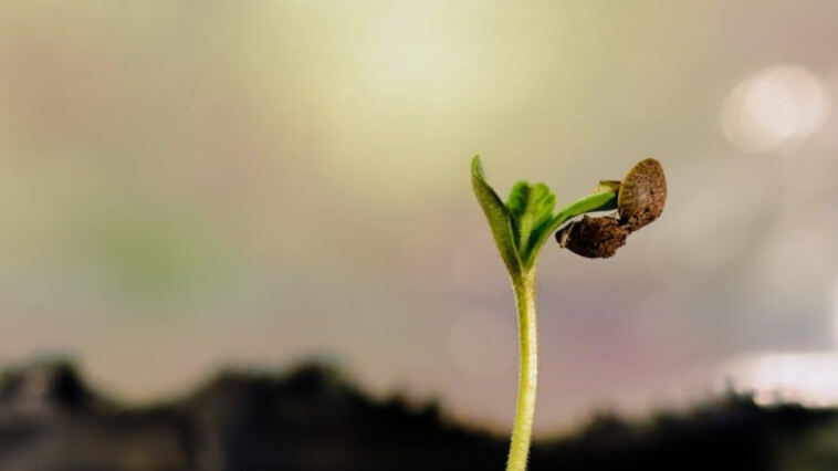 Breathing Life: The Crucial Role of Airflow in Cannabis Growth