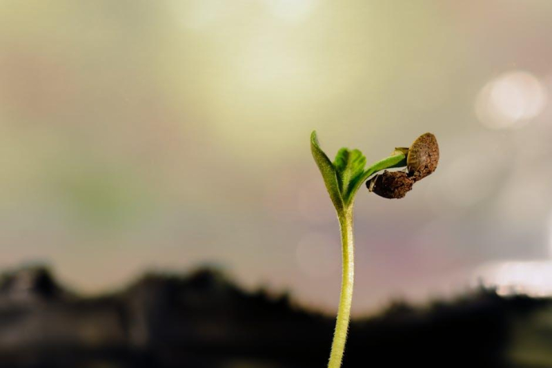 Breathing Life: The Crucial Role of Airflow in Cannabis Growth