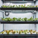 Growing Green: The Debate of Hydroponics vs. Soil for Cannabis