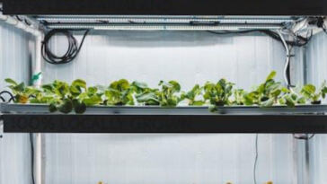 Growing Green: The Debate of Hydroponics vs. Soil for Cannabis