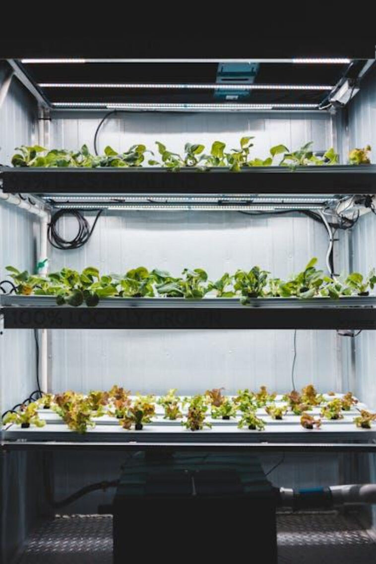 Growing Green: The Debate of Hydroponics vs. Soil for Cannabis