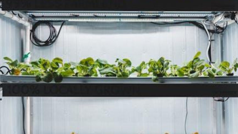Growing Green: The Debate of Hydroponics vs. Soil for Cannabis