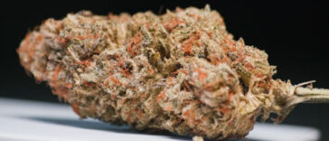 Unlocking Creativity: The Artistic Advantages of Cannabis