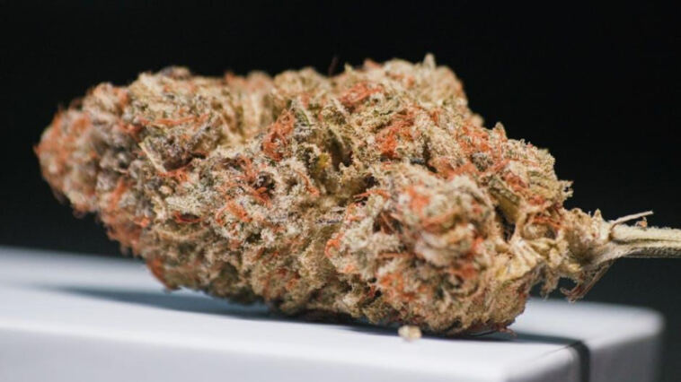 Unlocking Creativity: The Artistic Advantages of Cannabis