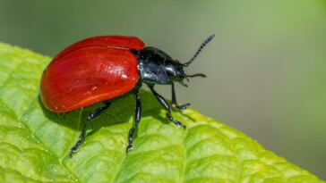 Harmonizing Nature: Effective Pest Management for Cannabis Cultivation