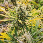 The Healing Power of Cannabis Terpenes