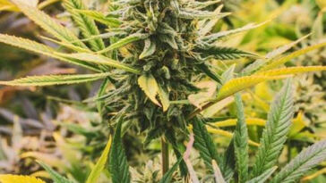 The Healing Power of Cannabis Terpenes