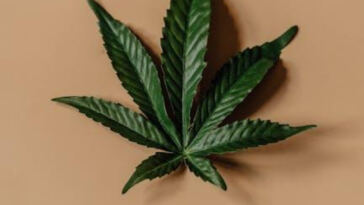 The Healing Power of THC and CBD for Muscle Recovery