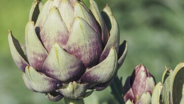 The Waiting Game: Timing the Effects of Cannabis Edibles