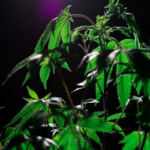 Silent Slumber: The Influence of Cannabis on Sleep Quality