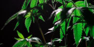 Silent Slumber: The Influence of Cannabis on Sleep Quality