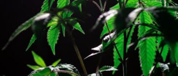 Silent Slumber: The Influence of Cannabis on Sleep Quality