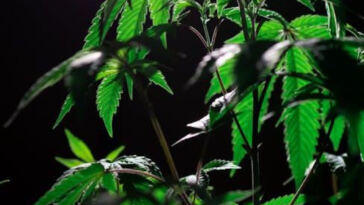 Silent Slumber: The Influence of Cannabis on Sleep Quality
