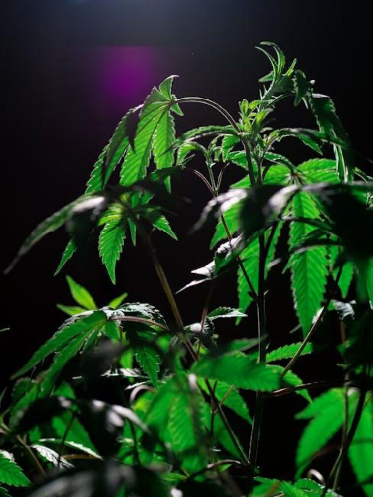 Silent Slumber: The Influence of Cannabis on Sleep Quality