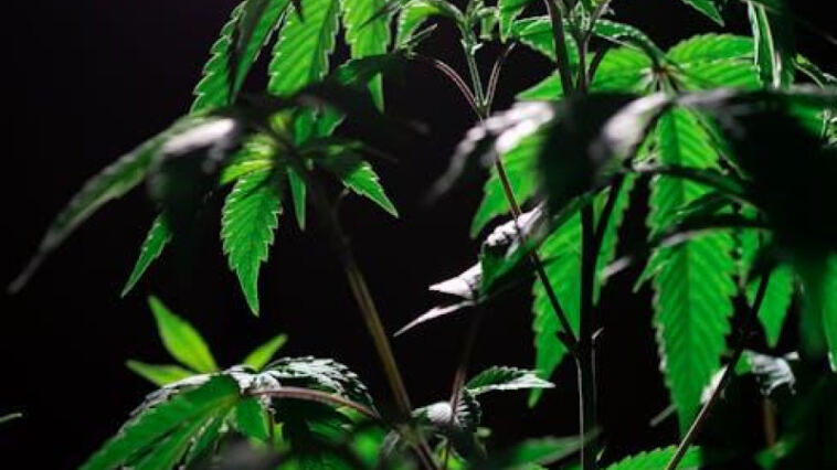 Silent Slumber: The Influence of Cannabis on Sleep Quality