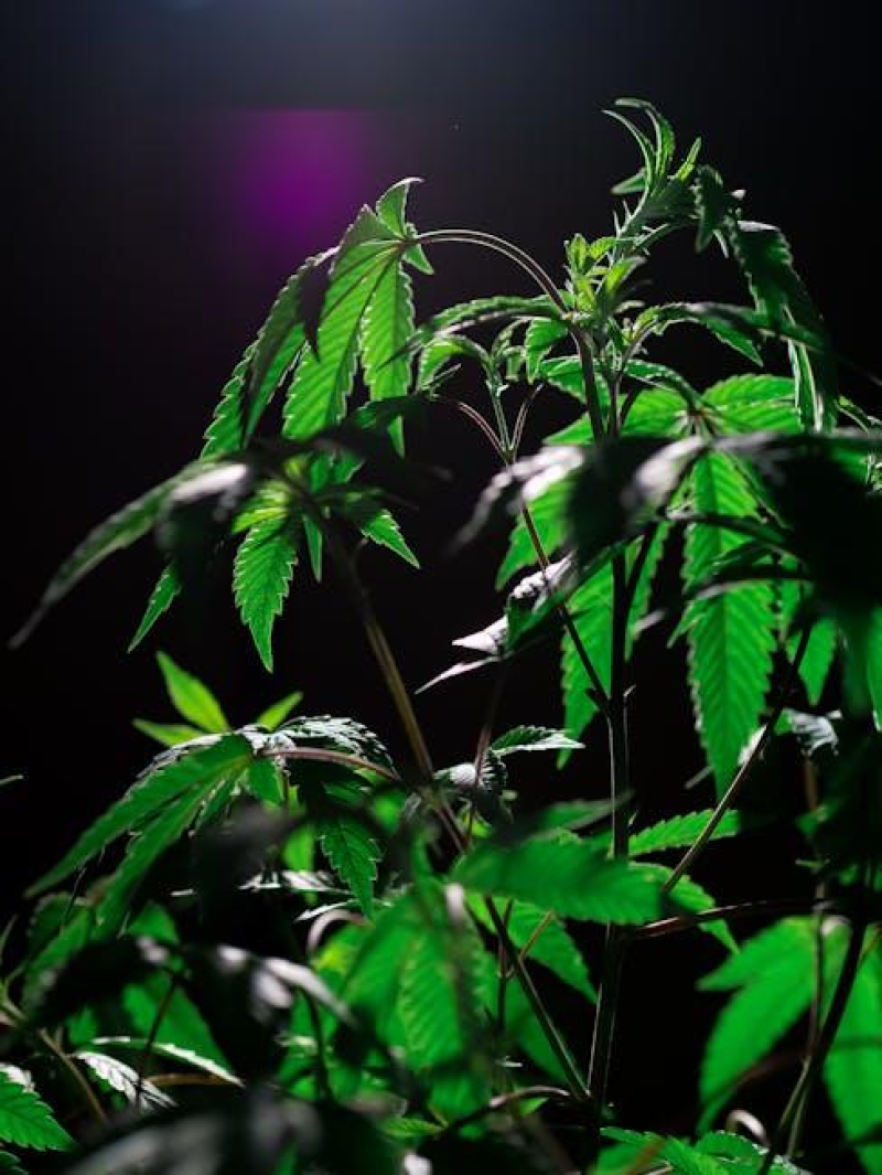 Silent Slumber: The Influence of Cannabis on Sleep Quality