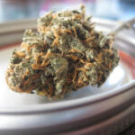 Green Light: The Latest on Cannabis Legalization