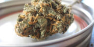 Green Light: The Latest on Cannabis Legalization