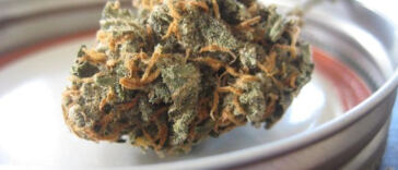 Green Light: The Latest on Cannabis Legalization
