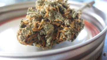 Green Light: The Latest on Cannabis Legalization