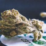 Cultivating Tomorrow: Evolution of Synthetic Cannabinoids