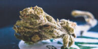 Cultivating Tomorrow: Evolution of Synthetic Cannabinoids