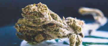 Cultivating Tomorrow: Evolution of Synthetic Cannabinoids