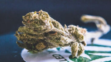Cultivating Tomorrow: Evolution of Synthetic Cannabinoids
