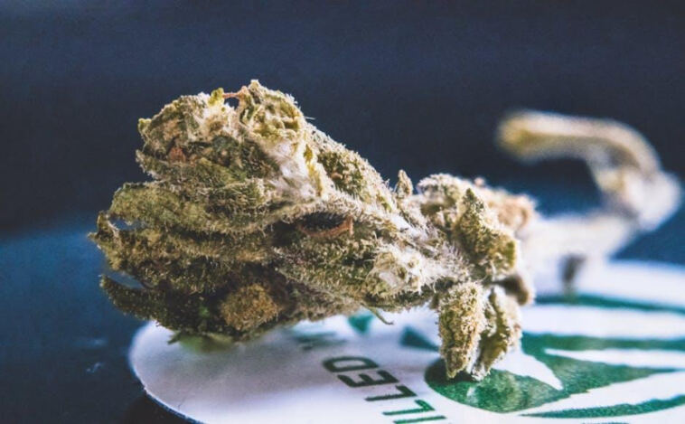 Cultivating Tomorrow: Evolution of Synthetic Cannabinoids