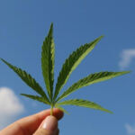 Cannabis Derivative Shows Promise in Cancer Symptom Relief