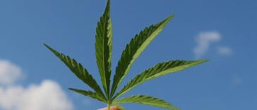 Cannabis Derivative Shows Promise in Cancer Symptom Relief