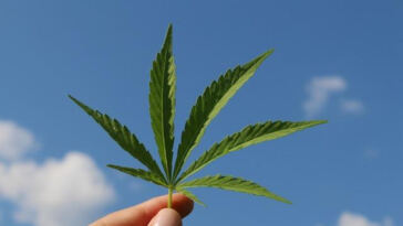 Cannabis Derivative Shows Promise in Cancer Symptom Relief