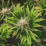 Cannabis: The Key to Women’s Empowerment