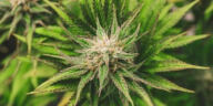 Cannabis: The Key to Women’s Empowerment