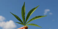 Mild Mary Jane: Top Strains for Cannabis Microdosing
